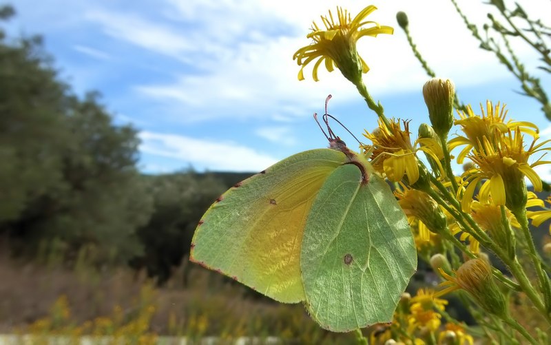 Pieridae di fine stagione....